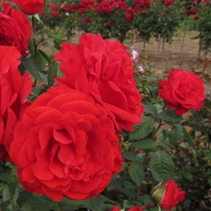 Rumeno-rdeča - Vrtnica čajevka